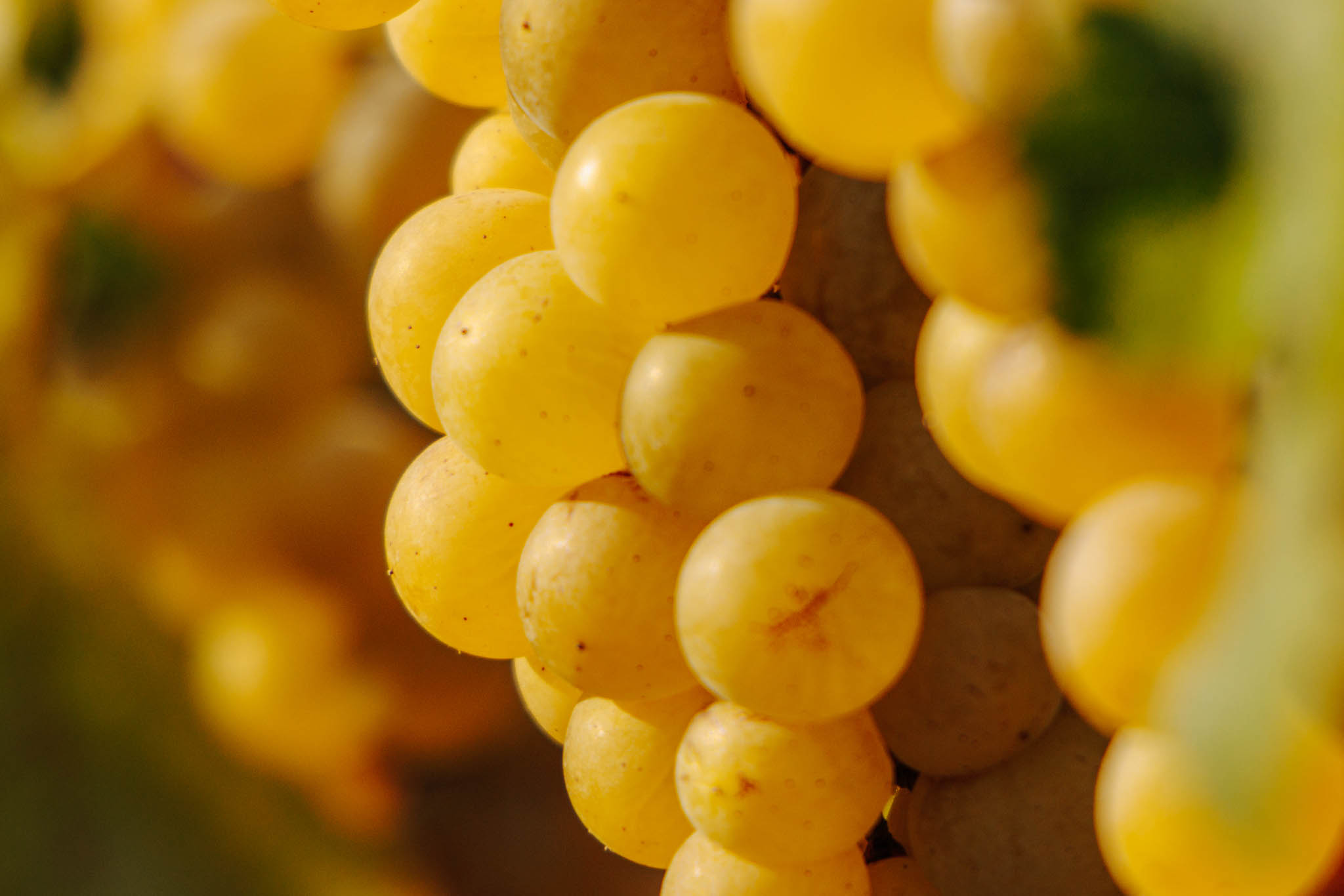 Купити онлайн напівсолодке біле кошерне мускатне вино MOSCATO